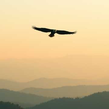 Eagle relaxation Music